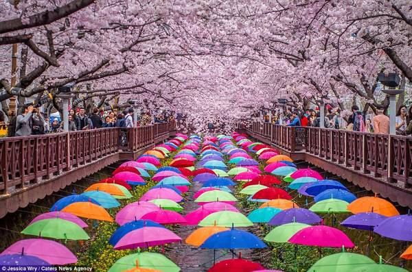 Bức ảnh này được chụp tại lễ hội hoa anh đào Gunhangje. Jinhae là quê hương của hội hoa anh đào lớn nhất Hàn Quốc và đây là địa điểm dành cho tất cả những ai yêu hoa anh đào. Lễ hội hoa anh đào tại đây thường diễn ra trong vòng 10 ngày với nhiều hoạt động sôi nổi như các cuộc diễu hành và các bữa tiệc ẩm thực đường phố. Bức ảnh này được chụp tại lễ hội hoa anh đào Gunhangje. Jinhae là quê hương của hội hoa anh đào lớn nhất Hàn Quốc và đây là địa điểm dành cho tất cả những ai yêu hoa anh đào. Lễ hội hoa anh đào tại đây thường diễn ra trong vòng 10 ngày với nhiều hoạt động sôi nổi như các cuộc diễu hành và các bữa tiệc ẩm thực đường phố.