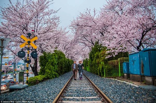 Một đôi vợ chồng đang thưởng ngoạn hoa anh đào ở Jinhae. Một đôi vợ chồng đang thưởng ngoạn hoa anh đào ở Jinhae.