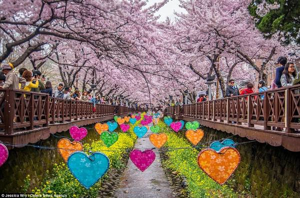 Lễ hội hoa anh đào ở Jinhae được tổ chức lần đầu vào năm 1952 và từ đó đến nay đây là một trong những sự kiện thu hút đông đảo du khách khắp nơi về tham dự. Lễ hội hoa anh đào ở Jinhae được tổ chức lần đầu vào năm 1952 và từ đó đến nay đây là một trong những sự kiện thu hút đông đảo du khách khắp nơi về tham dự.