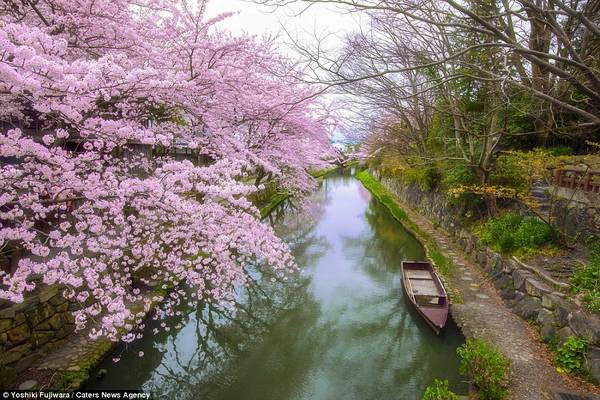 Hoa anh đào nở bên một dòng kênh ở tỉnh Shiga. Hoa anh đào nở bên một dòng kênh ở tỉnh Shiga.