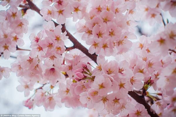 Cận cảnh những bông hoa anh đào tại lễ hội Jinhae. Cận cảnh những bông hoa anh đào tại lễ hội Jinhae.