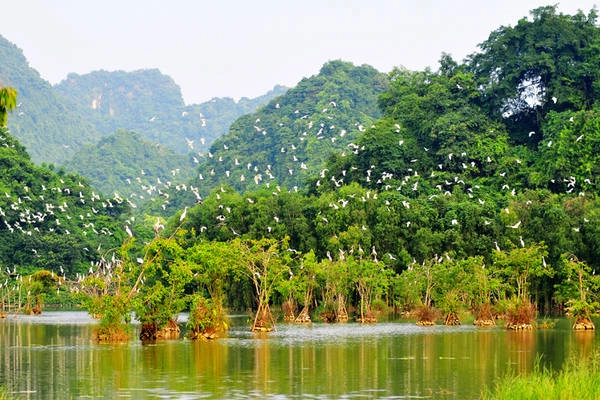 Vườn Chim Thung Nham nằm ở xã Ninh Hải, huyện Hoa Lư. Ảnh: vuonchimthungnham.com Vườn Chim Thung Nham nằm ở xã Ninh Hải, huyện Hoa Lư. Ảnh: vuonchimthungnham.com