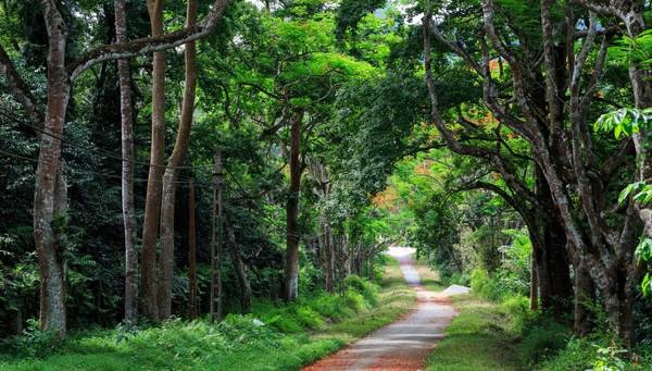Con đường tuyệt đẹp bên trong Vườn quốc gia Cúc Phương. Ảnh: ST Con đường tuyệt đẹp bên trong Vườn quốc gia Cúc Phương. Ảnh: ST
