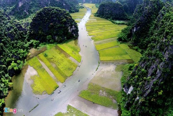 Mùa vàng ở Tam Cốc - Du lịch Ninh Bình