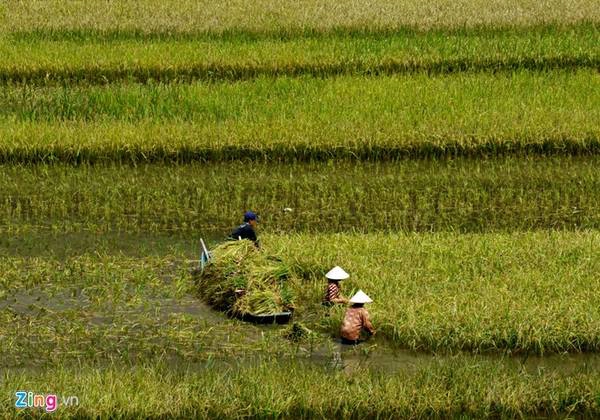 Mùa vàng ở Tam Cốc - Du lịch Ninh Bình