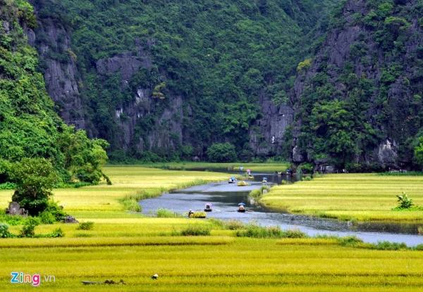 Mùa vàng ở Tam Cốc - Du lịch Ninh Bình