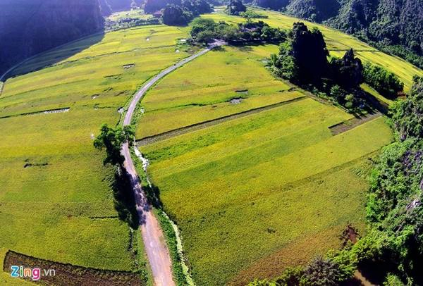 Mùa vàng ở Tam Cốc - Du lịch Ninh Bình