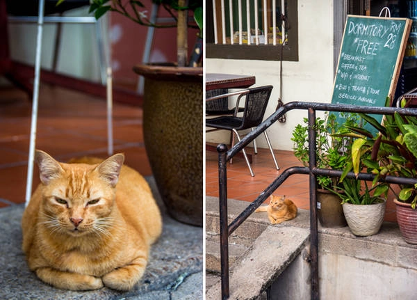 Bạn sẽ nhìn thấy mèo ở khắp mọi nơi ở Penang.