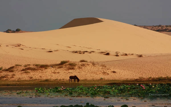 Cách Phan Thiết khoảng 65 km về hướng đông bắc, Bàu Trắng thuộc địa phận thôn Hồng Lâm, xã Hòa Thắng, huyện Bắc Bình. Ảnh: DulichVietnam360°/Trần Thái Hòa