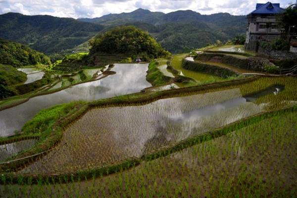 Philippines là nước sản xuất gạo lớn thứ 8 trên thế giới. Philippines là nước sản xuất gạo lớn thứ 8 trên thế giới.