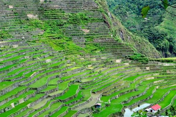 Người Philippines gọi Cordillera là kỳ quan thứ 8 của thế giới, còn UNESCO cho rằng đây là đóng góp vô giá của các bậc tiền nhân Philippines cho nhân loại. Người Philippines gọi Cordillera là kỳ quan thứ 8 của thế giới, còn UNESCO cho rằng đây là đóng góp vô giá của các bậc tiền nhân Philippines cho nhân loại.