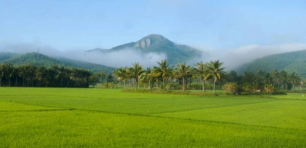 Đồng lúa Chí Thạnh (huyện Tuy An) Ảnh: Dương Thanh Xuân Đồng lúa Chí Thạnh (huyện Tuy An) Ảnh: Dương Thanh Xuân