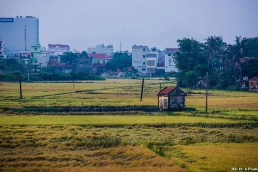 Cánh đồng lúa đang vào mùa gặt, xa xa là những ngôi nhà cao tầng hiện đại. Cánh đồng lúa đang vào mùa gặt, xa xa là những ngôi nhà cao tầng hiện đại.