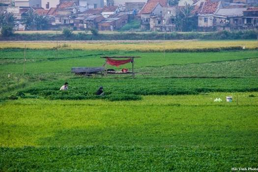 Người nông dân dậy từ sớm để ra đồng hái rau, làm cỏ. Người nông dân dậy từ sớm để ra đồng hái rau, làm cỏ.