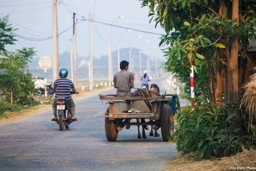 Xe bò kéo là phương tiện vận chuyển chính, nhất là thời điểm thu hoạch lúa. Xe bò kéo là phương tiện vận chuyển chính, nhất là thời điểm thu hoạch lúa.
