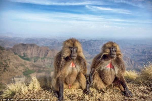 Khỉ đầu chó ở vùng cao nguyên Ethiopia