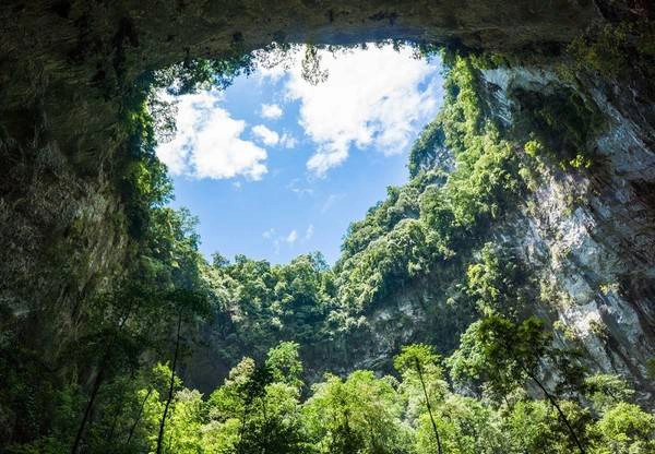 Trong hang Sơn Đoòng, các nhà thám hiểm phát hiện cả một cánh rừng nguyên sinh với thảm thực vật phong phú, chưa hề có dấu vết con người.