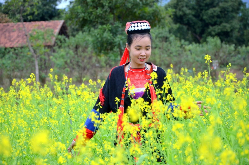 Hoa cải vàng. Ảnh: Báo Quảng Ninh.