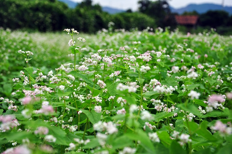 Ảnh: Báo Quảng Ninh