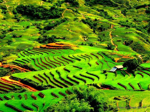 Những thửa ruộng bậc thang kỳ vĩ của Sa Pa