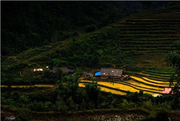 Những ruộng lúa còn sót lại sau mùa gặt