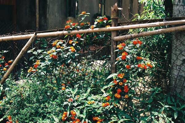 Ảnh: Phơri's House Ảnh: Phơri's House