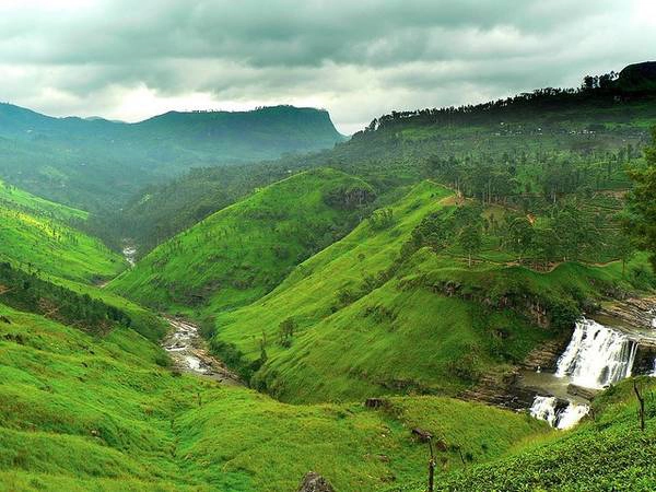 Là nhà sản xuất chè lớn thứ tư trên thế giới, Sri Lanka sở hữu vô số các đồn điền chè rộng lớn. Ảnh: Globalgrasshopper.com Là nhà sản xuất chè lớn thứ tư trên thế giới, Sri Lanka sở hữu vô số các đồn điền chè rộng lớn. Ảnh: Globalgrasshopper.com