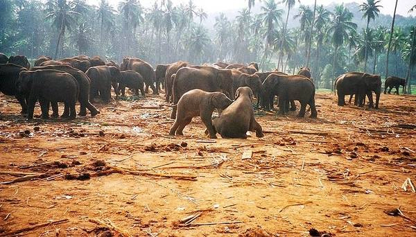 Trại nuôi voi Pinnawela là nơi nuôi dưỡng những chú voi con lạc bầy và bị bệnh nặng ở Sri Lanka. Ảnh: Globalgrasshopper.com Trại nuôi voi Pinnawela là nơi nuôi dưỡng những chú voi con lạc bầy và bị bệnh nặng ở Sri Lanka. Ảnh: Globalgrasshopper.com