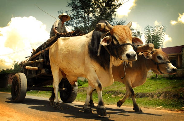 Cuộc sống lao động thường ngày của người dân ở Kon Tum.