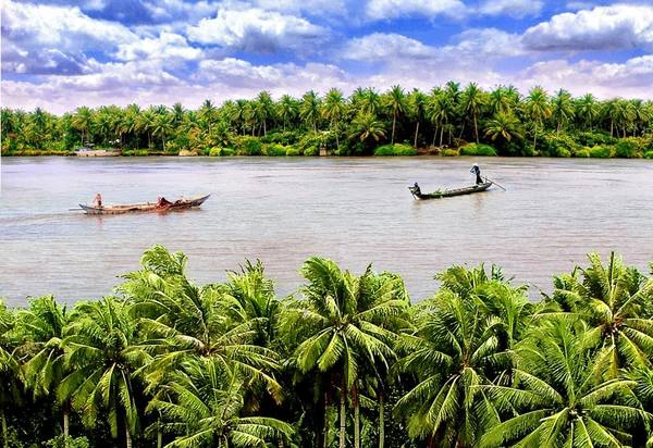 Dừa Bến Tre. Ảnh: baoduyentourist