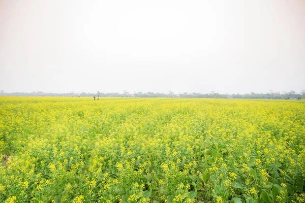 Cánh đồng cải ở thôn Hội Khê, xã Hồng Lý, huyện Vũ Thư, tỉnh Thái Bình rộng khoảng 10 ha nằm bên bờ sông Hồng. Bước vào tháng 12, cả khu vực trồng cải dần nở rộ và bắt đầu phủ vàng cả miền quê lúa. Cánh đồng cải ở thôn Hội Khê, xã Hồng Lý, huyện Vũ Thư, tỉnh Thái Bình rộng khoảng 10 ha nằm bên bờ sông Hồng. Bước vào tháng 12, cả khu vực trồng cải dần nở rộ và bắt đầu phủ vàng cả miền quê lúa.