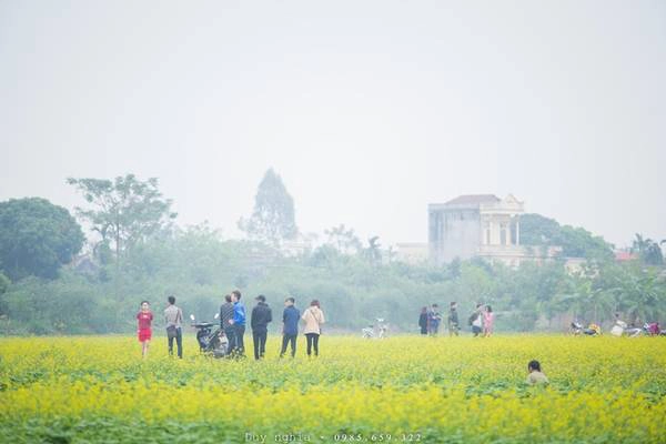 Những ngày này, về xã Hồng Lý bạn sẽ bị ấn tượng ngay bởi một màu vàng tươi của cánh đồng hoa cải trải dài bạt ngàn, ngút mắt. Những ngày này, về xã Hồng Lý bạn sẽ bị ấn tượng ngay bởi một màu vàng tươi của cánh đồng hoa cải trải dài bạt ngàn, ngút mắt.