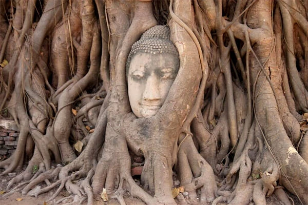 Một trong những hình ảnh mọi người nhớ nhất ở Ayutthaya. Một trong những hình ảnh mọi người nhớ nhất ở Ayutthaya.