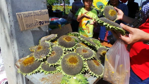 Vòng đời của hoa hướng dương kết thúc, những đài hoa ken chặt hạt được bán tại lễ hội hoamattroi-ivivu-9