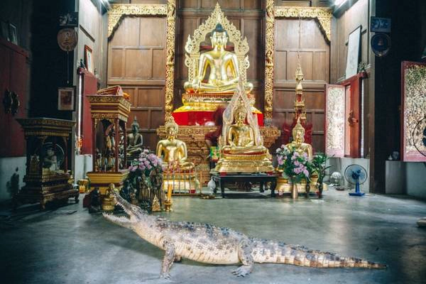 Chùa Wat Kutao, Chiang Mai - nơi có một chú cá sấu nhồi bông được đặt ở trung tâm của sảnh chính. Phật và cá sấu nhồi bông làm cho ngôi chùa thêm hấp dẫn.