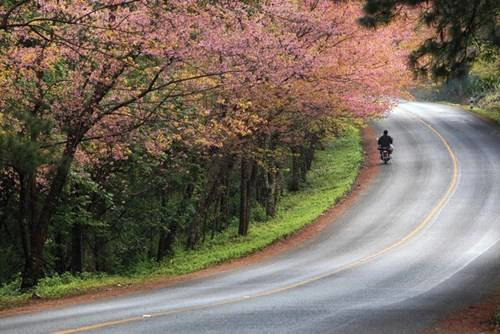 Cung đường ngập tràn hoa Cung đường ngập tràn hoa