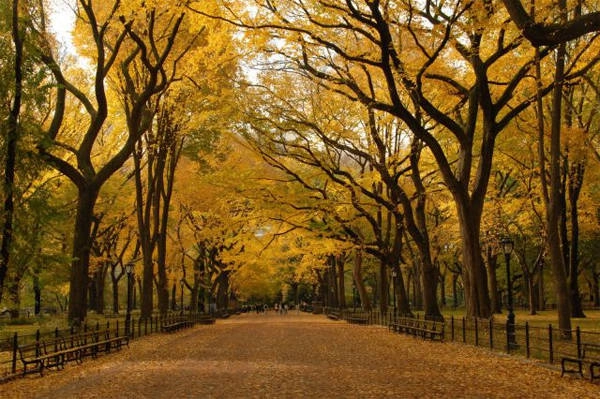 Công viên quốc gia Central Park, Mỹ rợp trời lá vàng.