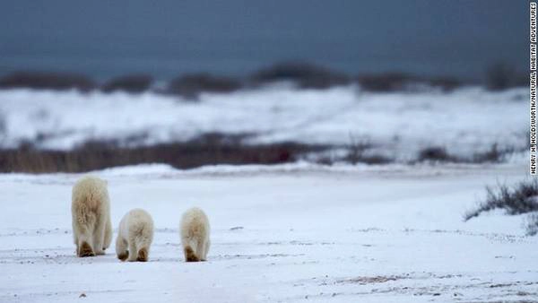 Khu vực Manitoba, Canada là điểm du lịch sinh thái tốt nhất dành cho những du khách muốn khám phá cuộc sống của những chú gấu Bắc cực trong môi trường tự nhiên.