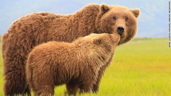 Những chú gấu nâu tại công viên Alaska, Katmai