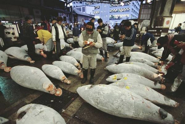 Chợ cá Tsukiji. Ảnh: Roughguides trai-nghiem-du-lich-tokyo-mien-phi-ivivu-3