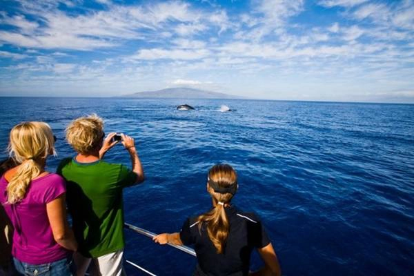 Ngắm cá voi trên biển Hawaii. Ảnh: WordPress. Ngắm cá voi trên biển Hawaii. Ảnh: WordPress.