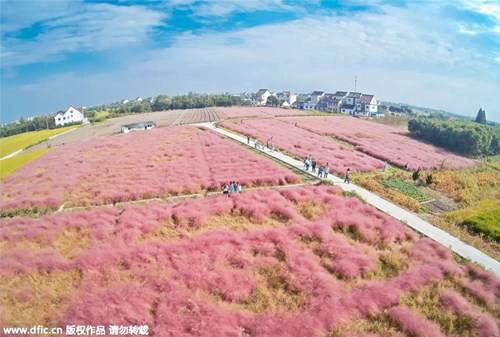 Loại cỏ này có tên gọi Muhlenbergia capillaris và có nguồn gốc từ Bắc Mỹ, được người Trung Quốc nhập về trồng ven đường, trong công viên hoặc tsân nhà nhằm mục đích trang trí. Loại cỏ này có tên gọi Muhlenbergia capillaris và có nguồn gốc từ Bắc Mỹ, được người Trung Quốc nhập về trồng ven đường, trong công viên hoặc tsân nhà nhằm mục đích trang trí.