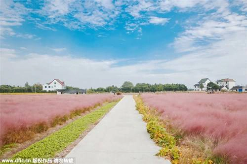 Vào mùa thu, từ khoảng tháng 9 đến tháng 11, lá của loài cỏ này sẽ chuyển sang màu hồng đẹp mắt, tạo nên khung cảnh thơ mộng đẹp như mơ. Vào mùa thu, từ khoảng tháng 9 đến tháng 11, lá của loài cỏ này sẽ chuyển sang màu hồng đẹp mắt, tạo nên khung cảnh thơ mộng đẹp như mơ.