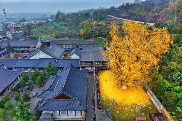 Cây rẻ quạt 1.400 năm tuổi này mọc cạnh đền Gu Guanyin thờ Phật ở núi Zhongnan, tỉnh Thiểm Tây, Trung Quốc.