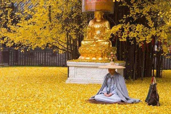 Cảnh tượng những tán lá vàng buông quanh tượng Phật thật kỳ ảo.