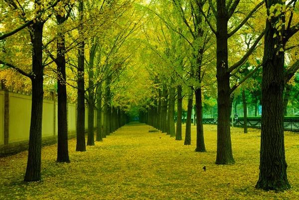 Tháng 9 về, lá cây trên đường phố Bắc Kinh bắt đầu ngả sắc, từ xanh sang vàng... Đấy là lúc thu đã về, hơi thu đang lẩn khuất trên từng ngõ phố...Ảnh: Ifeng