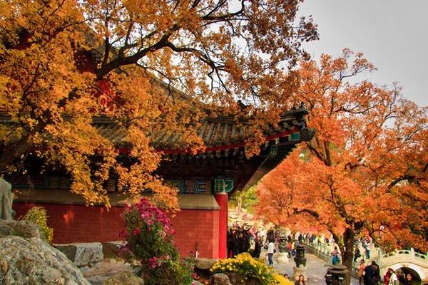 Lá phong của Hương Sơn đã nức tiếng thiên hạ, là một trong những nơi không thể bỏ qua khi thu về trên đất Bắc. Thậm chí thăm Hương Sơn vào tiết thu trở thành một thói quen của người dân Bắc Kinh. Nó giống như một hành trình để người ta làm mới những ký ức, sống lại cảm giác của những ngày xưa cũ, để đời sống tinh thần hiện tại thêm giàu có. Ảnh: Baike