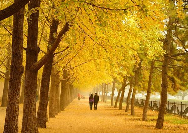 Khung cảnh thu Bắc Kinh rất đẹp, ấy là vẻ tĩnh lặng tuyệt đối sau mùa hạ nóng bỏng, cuồng nhiệt, nó giống như vẻ điềm đạm, an nhiên của một cô gái đã trưởng thành đang vào lúc mặn mà, đằm thắm. Ảnh: Baike 