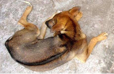 Chó xoáy - giống chó chỉ có ở Phú Quốc. 
