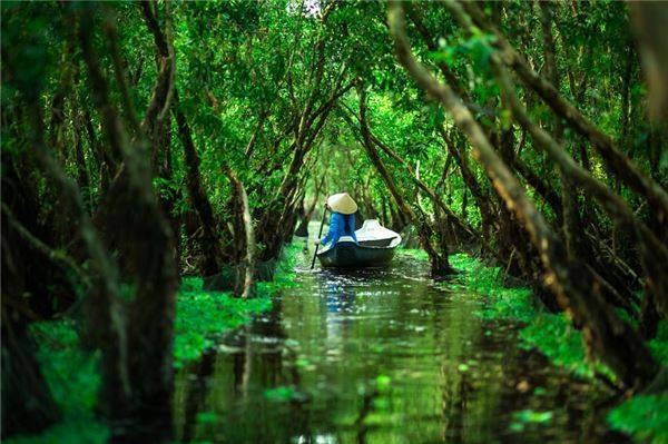 Khung cảnh xanh mướt ở rừng tràm Trà Sư. Khung cảnh xanh mướt ở rừng tràm Trà Sư.